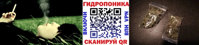 Бошки Шишки семена  продажа наркотиков  Сосновоборск 